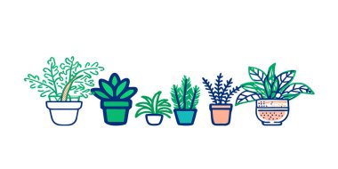 Saksı bitkileri ve sulu bitkiler.