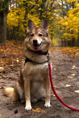 Sadık Köpek Sonbahar Ormanında Oturuyor Ilık Altın Işık ve Huzurlu Doğa Ormanı