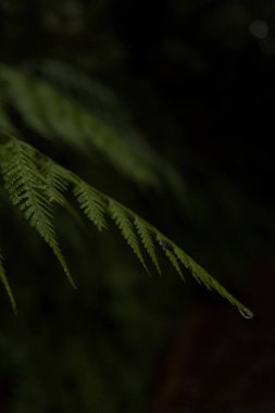 Yumuşak Orman Işığında Çiyli Yaprak Düşürme, Madeira