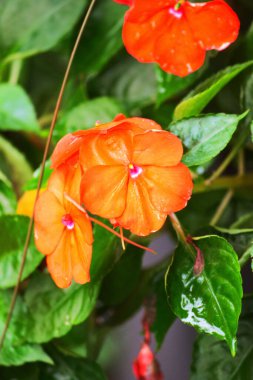 turuncu meşgul Lizzie, balsam, sultana, veya impatiens (Impatiens walleriana)