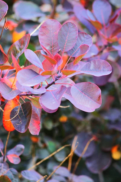 Böğürtlen yapraklarına yakın çekim