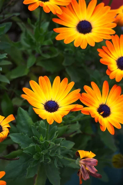 Cape Marguerite, Afrika papatyası, Van Staden nehri papatyası, Pazar nehri papatyası, beyaz papatya çalısı, mavi-beyaz papatya çalısı, kadife yıldızı, Kaapse magriet, veya jakkalsbos (Dimorphotheca eca ecklonis))