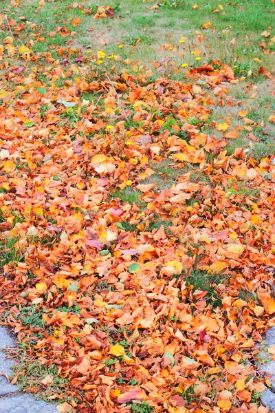 Sonbahar yaprakları dökülen çimenler