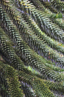 maymun bulmaca ağacı, maymun kuyruk ağacı, pehuen çamı veya pionero (Araucaria araucana)