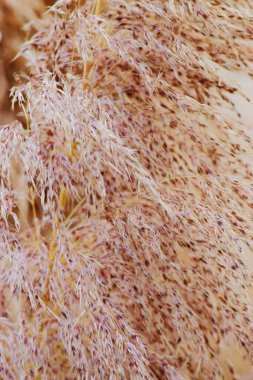 Pampas otuna yakın çekim (Cortaderia selloana)