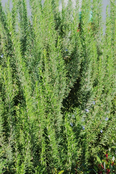 Büyük, güneşli biberiye çalısı