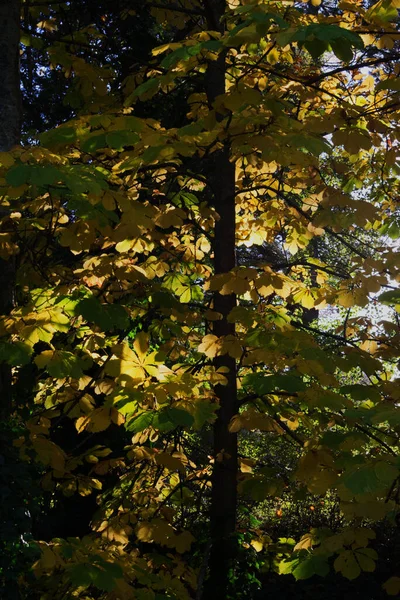 Değişen yapraklar arasından güneş