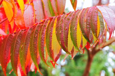 Güz staghorn sumac (Rhus typhina)