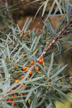 Kırmızı ocak ağacı (Pyracantha coccinea)