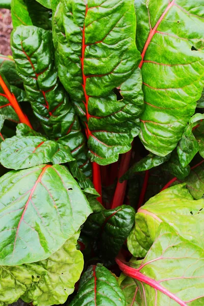 İsviçre pazısı yaprakları 