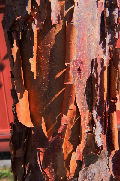 Kağıt kabuğu akçaağaç kabuğu ya da kan kabuğu akçaağacı kabuğu (Acer griseum)