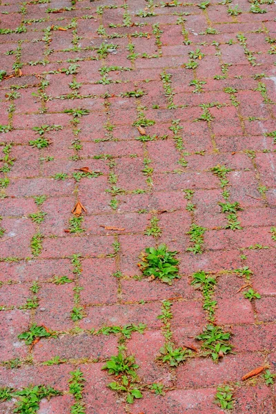 Tuğlalar arasında büyüyen otlar