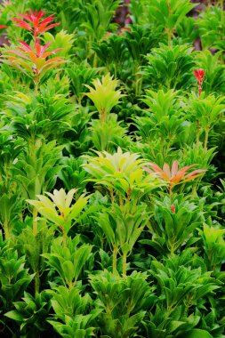 David viburnum bush (Viburnum davidii)