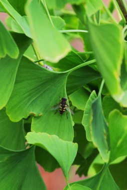 Ginko yaprağında uçan sinek.