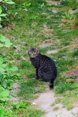 Mahallenin kedisi yolda oturuyor.