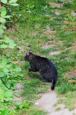 Kedi çalıların arasında sinsice dolaşıyor.