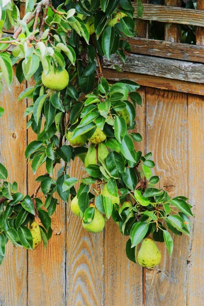 armut yüklü armut dalı