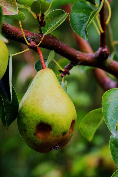 Armut ağacında yeşil armutlar
