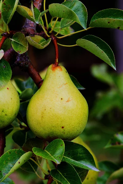 Armut ağacında yeşil armutlar