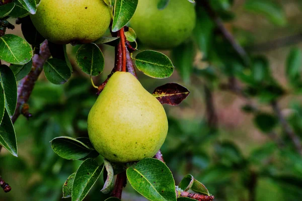 Armut ağacında yeşil armutlar