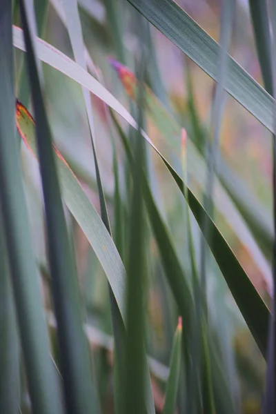 Yeşil çimlerin yakınlaşması