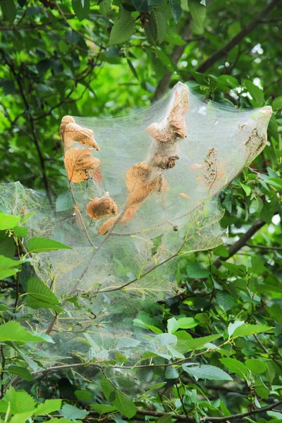 Sonbahar ağ kurdu yuvası (Hyphantria cunea)