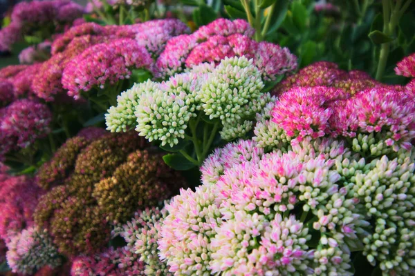 gösterişli taş rop, buz kütlesi, veya kelebek taşı (Hylotelephium spectabile)