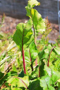Pancar bitkisi (Beta vulgaris)