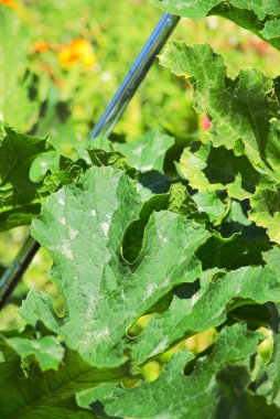 Güneşli kabak yaprakları bahçede