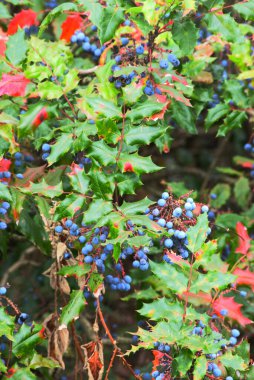 dwarf Oregon-grape, Cascade berry, Cascade dwarf-grape, or dull Oregon-grape bush