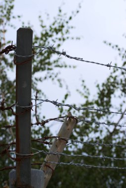 dikenli tel çit portre