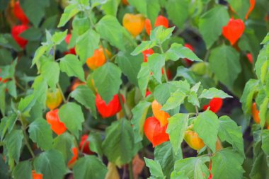 Mesane kirazı, Çin feneri, Japon feneri, çilek yer vişnesi, kış kirazı, alchechengi çileği, ya da Klabuster kirazı, (Alkekengi officinarum,)