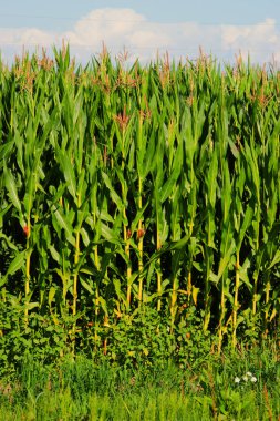 Mısır tarlasında güneş yanığı mısır