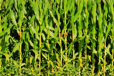 Genç mısır tarlada büyüyor.