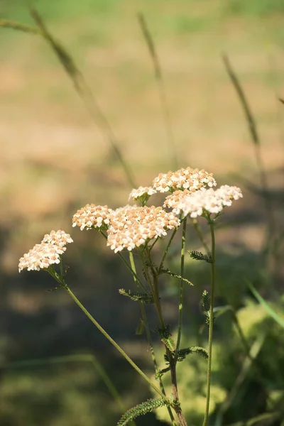 Yarrow bitkisi (Achillea millefolium)
