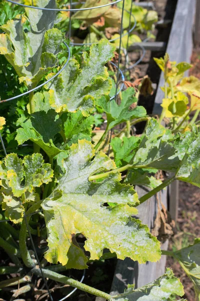 Güneşli kabak yaprakları bahçede