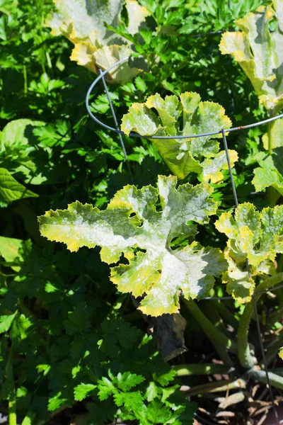 Güneşli kabak yaprakları bahçede
