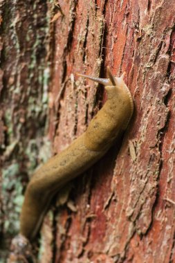 Pasifik muz sümüklü böceği (Ariolimax columbianus)