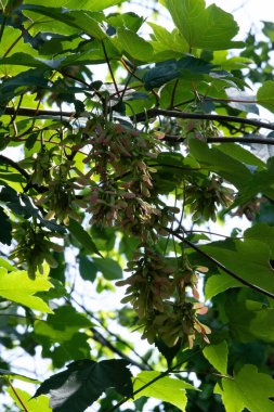 Akçaağaç tuşları demetleri