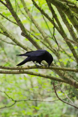 Kara karga ağaç dalında gagasını temizliyor.