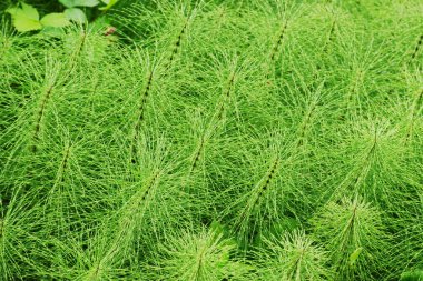 At kuyruğu bitkisi korusu