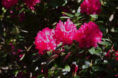 parlak pembe ormangülü çiçek