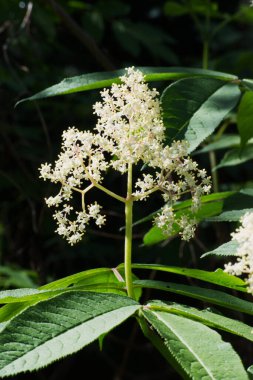 Japon Kızıl Elder (Sambucus sieboldiana)