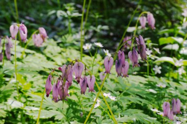 Pasifik kanayan kalbi (Dicentra formosa)