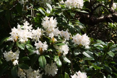 Güneşte beyaz rhododendron çiçekleri
