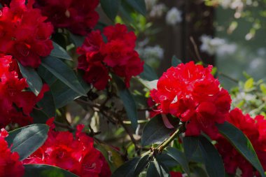 güneş ışığı kırmızı rhododendron çiçekleri