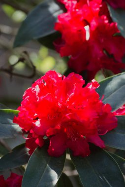 güneş ışığı kırmızı rhododendron çiçekleri