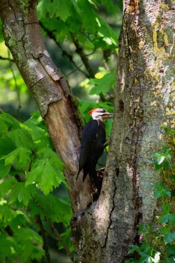Ağaç gövdesine istiflenmiş ağaçkakan