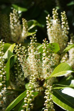 Kiraz defne, defne veya İngiliz defne çiçekleri.