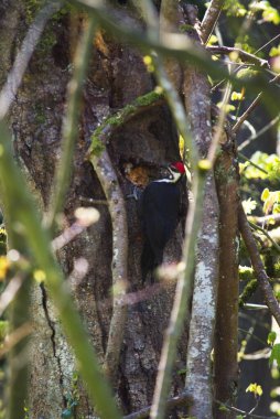 Ağaç gövdesine istiflenmiş ağaçkakan